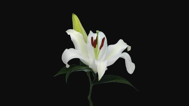 Time-lapse of opening white lily flower 2a1 in PNG+ format with ALPHA transparency channel isolated on black background
