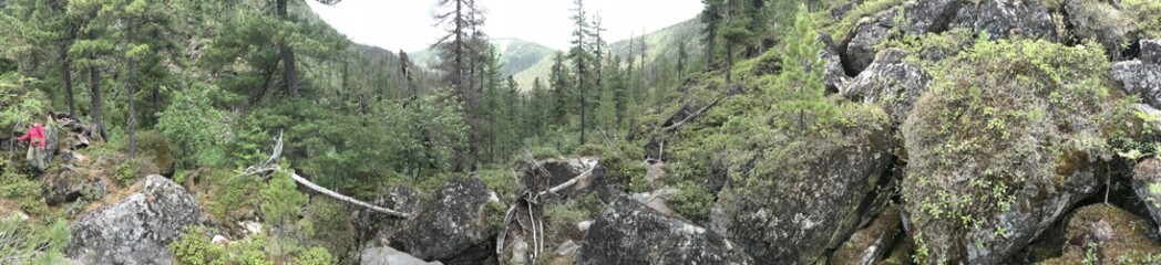 Forest in mountains
