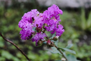 Crape myrtle, Crape flower, Indian lilac (Yi-Cheng) (Lagerstroemia indica L.) on the tree.