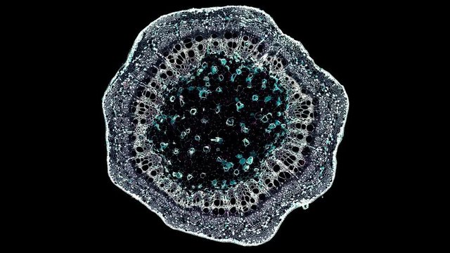 vitis stem - cross section cut under the microscope &ndash; microscopic view of plant cells for botanic education