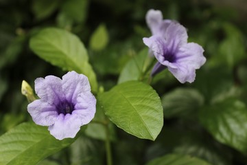 Purple flower or Ruellia Tuberosa Linn or Toi Ting in the garden.