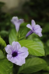 Purple flower or Ruellia Tuberosa Linn or Toi Ting in the garden.