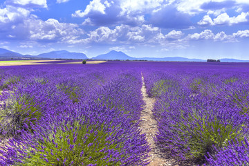 Naklejka na ściany i meble wide lavender fields near Valensole, Provence, France, department Alpes-de-Haute-Provence, region Provence-Alpes-Côte d’Azur