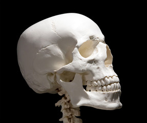 Fototapeta premium light human skull with neck on black
