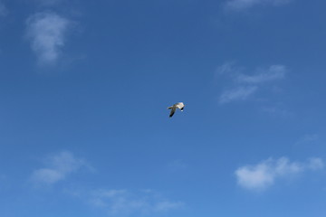 seagull in the sky