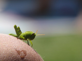 Grasshopper on the shoulder
