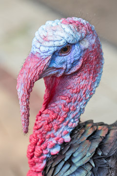 large turkey closeup