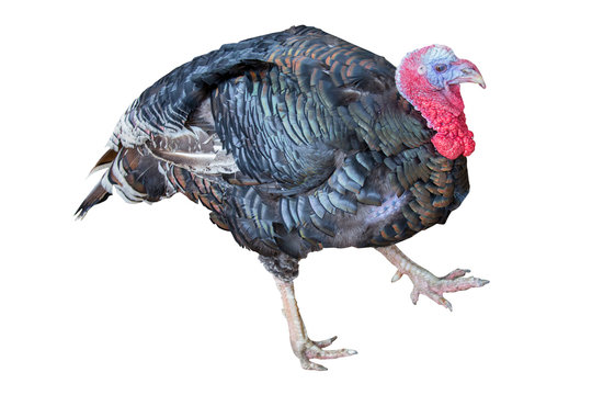 isolated walking large turkey