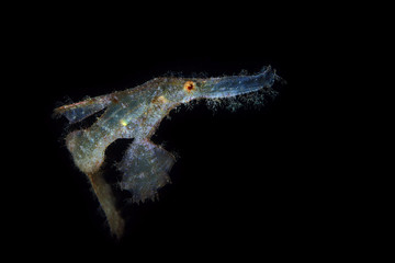 Roughsnout ghost pipefish (Solenostomus paegnius). Picture was taken in Lembeh Strait, Indonesia