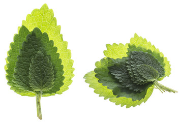 lemon balm leaf (Melissa officinalis) isolated on a white background
