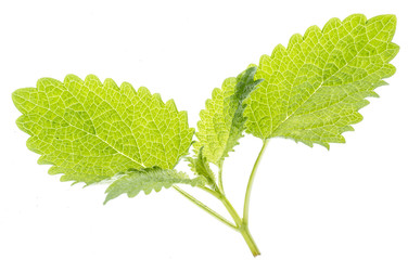 lemon balm leaf (Melissa officinalis) isolated on a white background