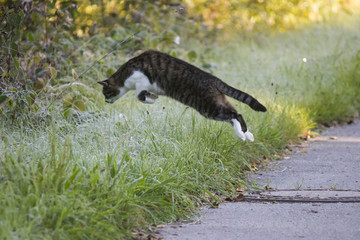 Cat on Mouse Hunt leaps in maturing covered grass