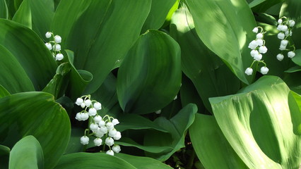 Obraz premium lily of the valley