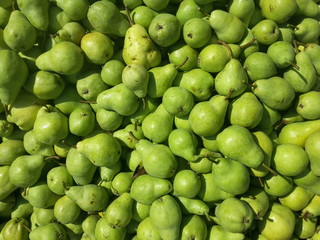 Fruits of pears harvested and stored for transport, organic farming