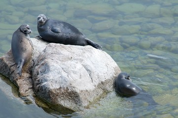 The Baikal seal