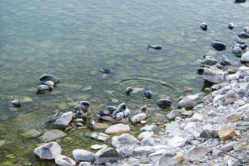 The Baikal seal