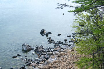The Baikal seal