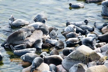 The Baikal seal