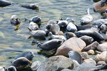 The Baikal seal