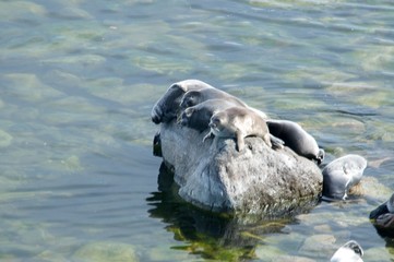 Naklejka premium The Baikal seal