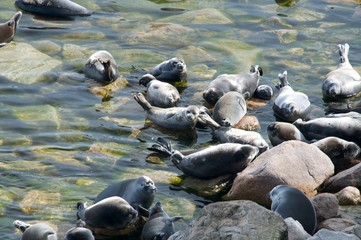 The Baikal seal
