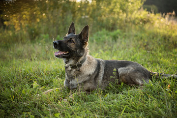 pedigree german shepherd 