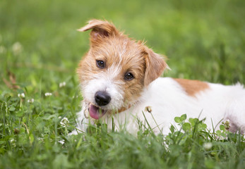 Cute happy puppy pet dog lying in the grass