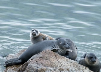 Fototapeta premium The Baikal seal