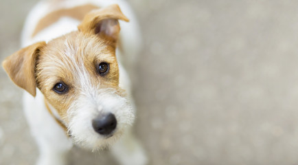 Happy pet jack russell dog puppy looking at the camera - web banner, background
