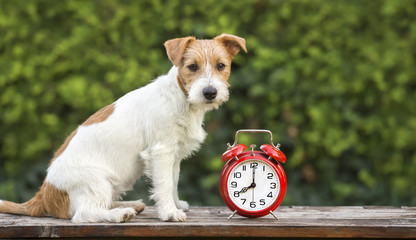 Pet training - cute happy jack russell puppy sitting near an alarm clock