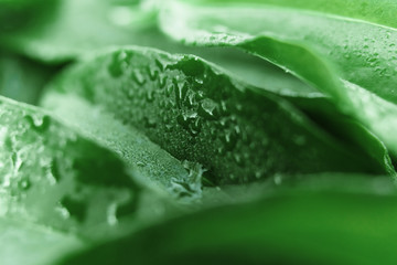 Creative background, a layout of green leaves. Flat lay. Spring summer, border pattern. Air artistic image, free space. The nature of the concept.