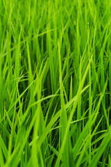 Fototapeta na wymiar Rice field in bright green color, rice is blooming