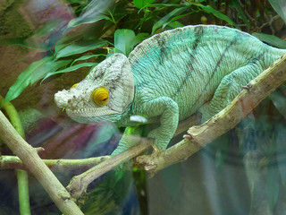 Chameleon