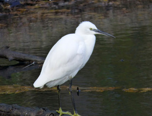 Little Egret