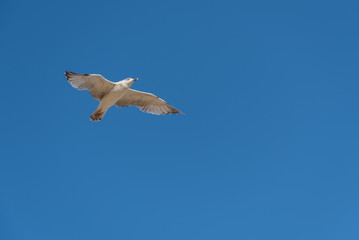 flying seagull in the blue sky