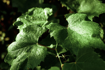 Creative background, a layout of green leaves. Flat lay. Spring summer, border pattern. Air artistic image, free space. The nature of the concept.