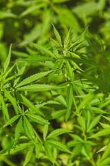 Green fresh marijuana leaves pattern
