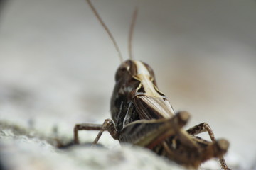 grasshopper macro photo