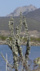 mossy plant with mountains in the background