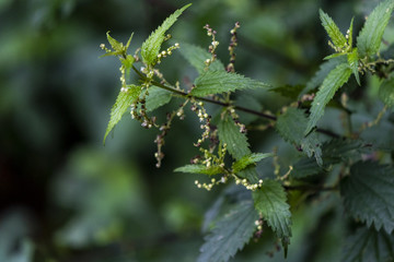 Detail of flowering nettles growing on the bank of the river in the summer