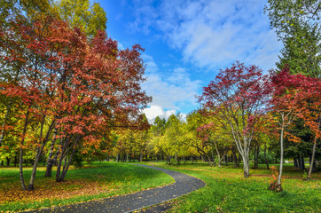 Naklejka premium Cozy Corner of autumn city park with walkway through lawn between trees with multicolored foliage and red rowan trees - autumnal landscape at bright sunny day with blue sky