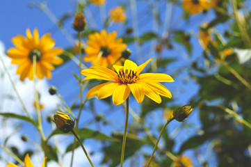 Obraz premium Close-up of Jerusalem Artichoke Flowers, Sunroot, Nature, Macro