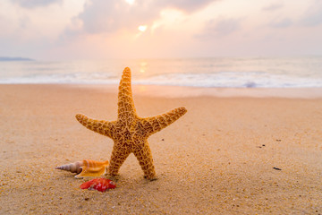 Fototapeta na wymiar seashells on seashore in tropical beach - summer holiday