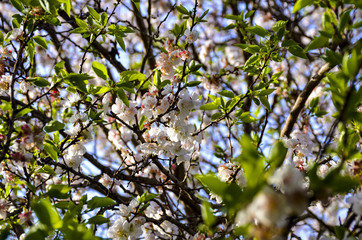 blossoming apple tree