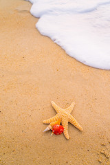Fototapeta na wymiar seashells on seashore in tropical beach - summer holiday