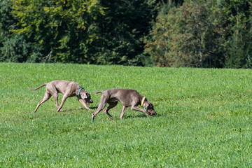 Naklejka na ściany i meble Zwei Weimaraner Vorstehhunde im Freilauf