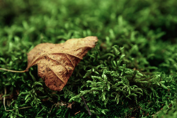 Creative background, a layout of green leaves. Flat lay. Spring summer, border pattern. Air artistic image, free space. The nature of the concept.