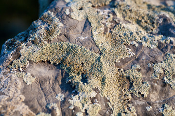 The texture is moss and stone. Multicolored moss on an old stone