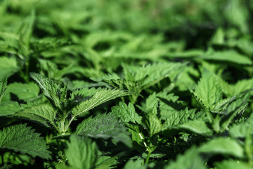 Creative background, a layout of green leaves. Flat lay. Spring summer, border pattern. Air artistic image, free space. The nature of the concept.