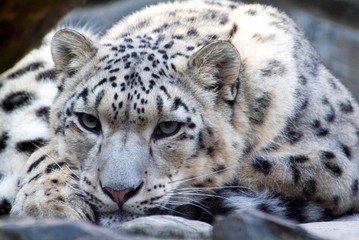 Snow Leopard